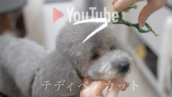 Youtube テディベアカット 東京都中野区のトリミングサロン Trimming Salon Moi